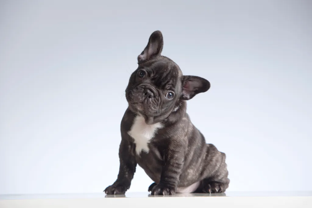 French bulldog